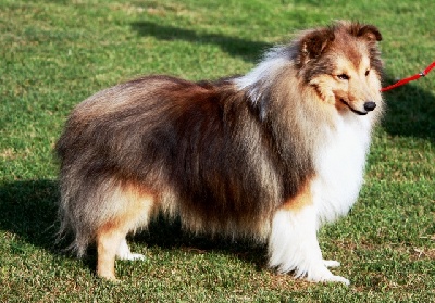 De la maison des carmes - Classement du Grand Prix d'Honneur de la Société Canine Nord-Picardie 