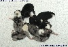 - Photos des bébés d'UMBER BLACK le 1er août