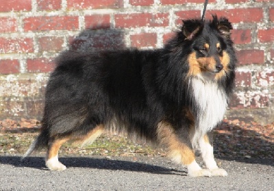 De la maison des carmes - Chiots de DODGER BLACK chez une amie éleveuse