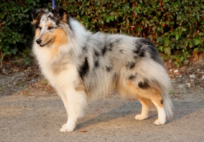 De la maison des carmes - Résultats de l'exposition internationale de Paris Dog Show (France)