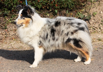 De la maison des carmes - Grand Prix d'Honneur de la Société Canine Nord-Picardie