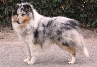 De la maison des carmes - Résultats de l'exposition internationale de Paris Dog Show (France)