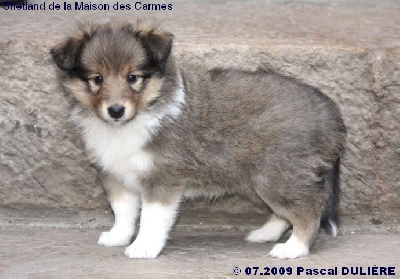 De la maison des carmes - Photos des chiots de CHEEKY GOLD à 5 semaines