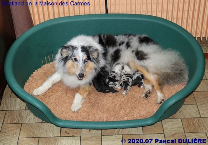 De la maison des carmes - Shetland Sheepdog - Portée née le 21/07/2020