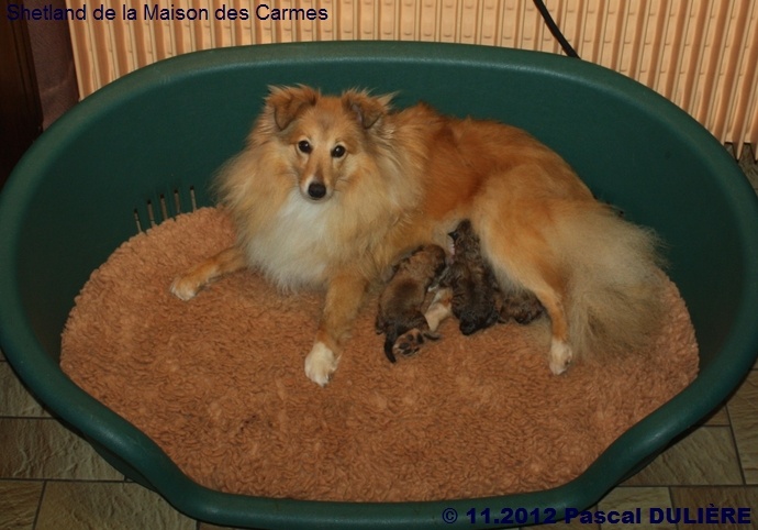 De la maison des carmes - Shetland Sheepdog - Portée née le 25/11/2012