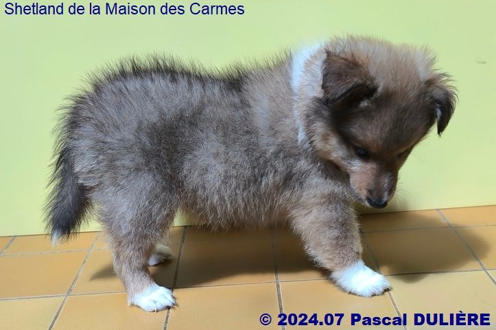 De la maison des carmes - Chiot disponible  - Shetland Sheepdog