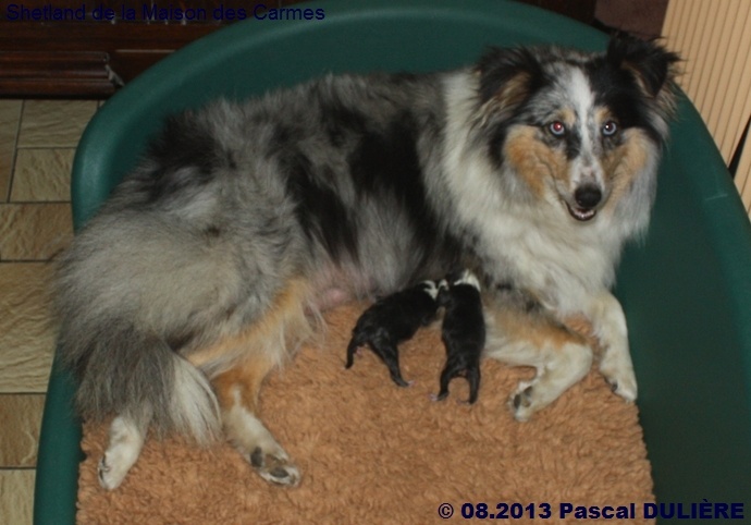 De la maison des carmes - Shetland Sheepdog - Portée née le 19/08/2013