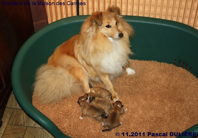 De la maison des carmes - Shetland Sheepdog - Portée née le 09/11/2011