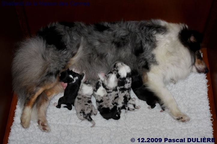 De la maison des carmes - Shetland Sheepdog - Portée née le 23/12/2009