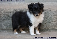 CHIOT FEMELLE TRICOLORE ISIS BLACK