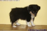 CHIOT FEMELLE TRICOLORE PERLE BLACK