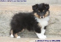 CHIOT FEMELLE TRICOLORE 1 O'KIMBA BLACK