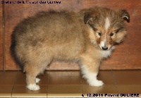 CHIOT MÂLE FAUVE GLENGARRY GOLD