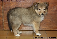 CHIOT FEMELLE FAUVE 2 LEELOO GOLD