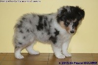 CHIOT FEMELLE BLEUE n° 2 PEARL BLUE