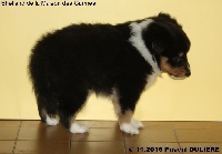 CHIOT FEMELLE TRICOLORE LINOTTE BLACK