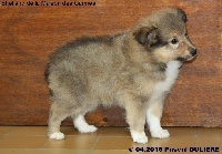 CHIOT MÂLE FAUVE 1 L'TCHÔ LYPTON GOLD