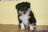 CHIOT FEMELLE TRICOLORE PERLE BLACK