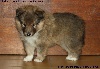 CHIOT MÂLE FAUVE 2 INOUK GOLD