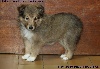 CHIOT FEMELLE FAUVE 2 LEELOO GOLD