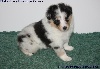 CHIOT MÂLE BLEU 2 LASKY BLUE