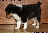 CHIOT FEMELLE TRICOLORE N°3 HEEDLESS BLACK