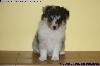 CHIOT FEMELLE BLEUE n° 2 PEARL BLUE