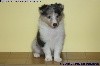 CHIOT FEMELLE BLEUE n°1 PEGAH BLUE