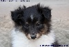 CHIOT FEMELLE TRICOLORE ISIS BLACK