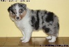 CHIOT MÂLE BLEU MADJI BLUE