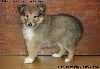 CHIOT FEMELLE FAUVE 2 LEELOO GOLD