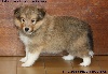 CHIOT FEMELLE FAUVE ILITHYE GOLD