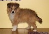 CHIOT MÂLE FAUVE 1 PATCHY GOLD