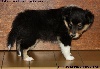 CHIOT FEMELLE TRICOLORE N°3 HEEDLESS BLACK