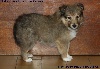 CHIOT FEMELLE FAUVE 2 LEELOO GOLD