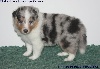 CHIOT MÂLE BLEU MADJI BLUE