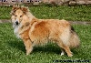 CHIOT FEMELLE FAUVE n°2 GRIZZLE GOLD