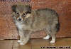 CHIOT FEMELLE FAUVE 1 LIBERTY GOLD