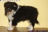 CHIOT FEMELLE TRICOLORE PERLE BLACK