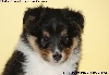 CHIOT FEMELLE TRICOLORE LINOTTE BLACK