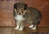 CHIOT FEMELLE FAUVE ISKA GOLD