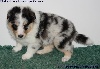 CHIOT MÂLE BLEU 2 LASKY BLUE