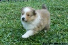 CHIOT FEMELLE FAUVE ILLIANA GOLD