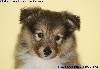 CHIOT FEMELLE FAUVE 1 OLLY GOLD