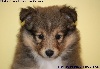 CHIOT FEMELLE FAUVE ISKA GOLD