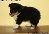 CHIOT FEMELLE TRICOLORE LINOTTE BLACK