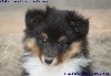 CHIOT FEMELLE TRICOLORE 1 O'KIMBA BLACK