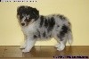 CHIOT FEMELLE BLEUE n° 2 PEARL BLUE