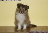 CHIOT FEMELLE FAUVE 1 OLLY GOLD