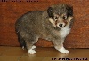 CHIOT FEMELLE FAUVE ISKA GOLD